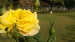 dps yellow flower